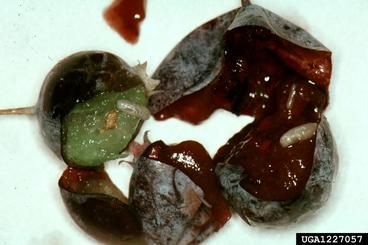 Blueberry maggot feeding damage